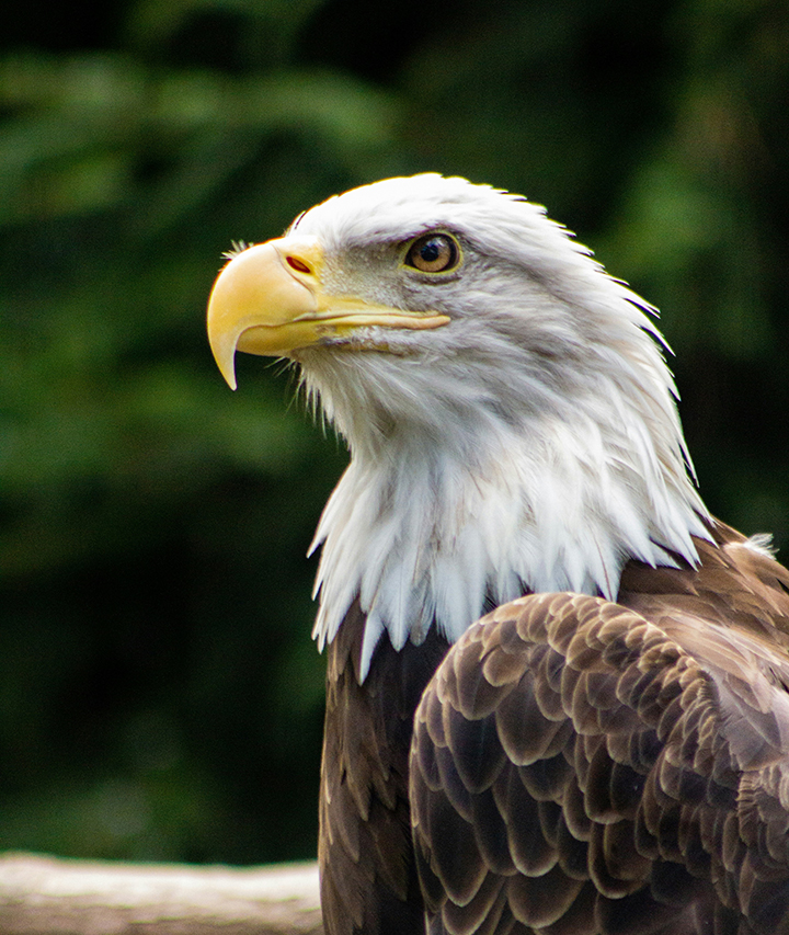 Bald Eagle by Cibi Chakravarthi